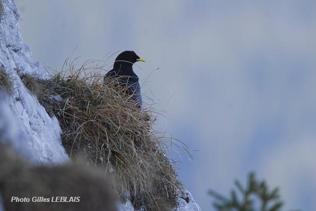 Chocard a bec jaune Pyrrhocorax graculus Gilles Leblais054.JPG