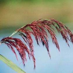 Image:Phragmites_australis_Nicolas_MacaireBR2.JPG