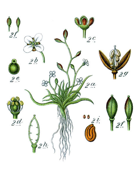 Image:Subularia_aquatica.jpg