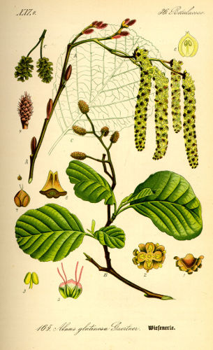 Image:Alnus_glutinosa.jpg