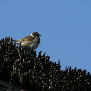 Image:Moineau_friquet_Passer_montanus_Daimiel_Nicolas_Macaire3837BR.jpg