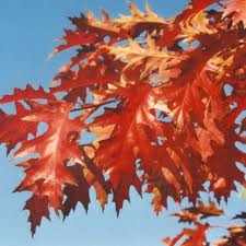 Quercus rubra.jpg