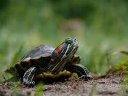 Tortue a tempes rouges web.jpg