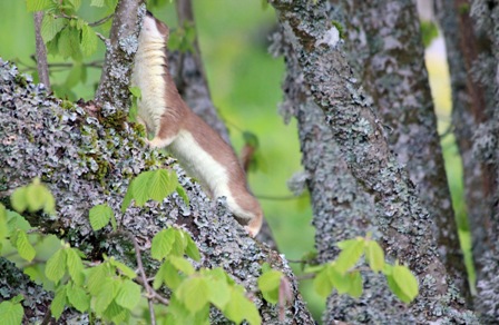 Image:Hermine_Mustela_erminea_Violaine_Gouilloux.jpg