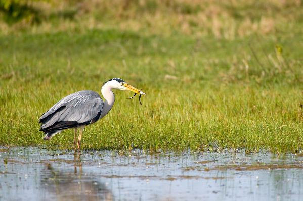 Image:Heron_cendre_Ardea_cinerea_JJ_Carlier_4156_BR.jpg