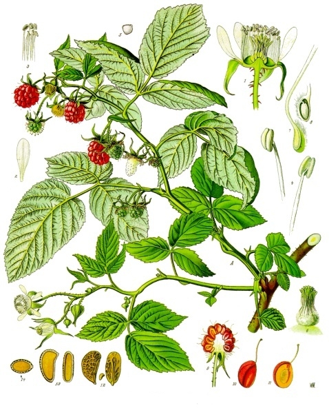 Image:Rubus_idaeus.jpg