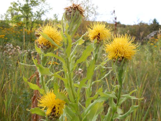 Centaurea macrocephala (1).jpg