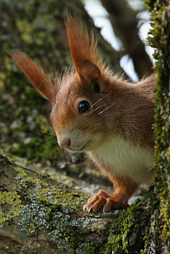 Ecureuil roux Sciurus vulgaris Daniel Bouvot LPO Franche Comte.jpg