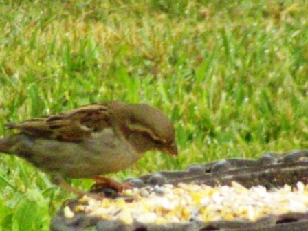 Image:Moineau_domestique.JPG