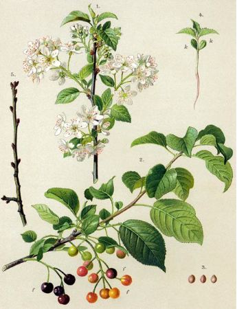 Prunus mahaleb.jpg