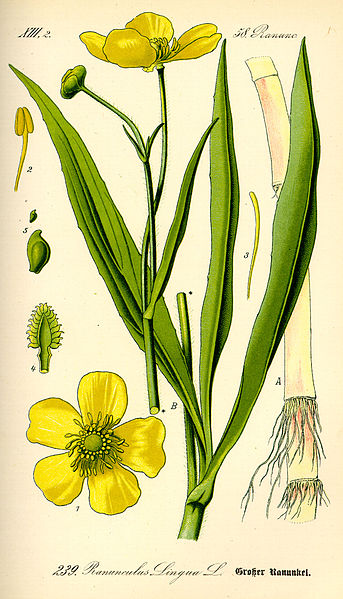 Image:Ranunculus_lingua.jpg