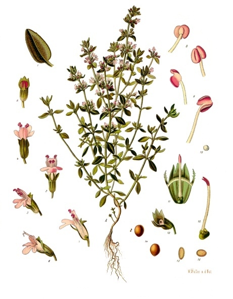 Image:Thymus_vulgaris.jpg