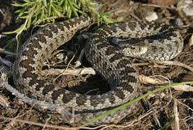 Image:Vipera_ursinii_Jeroen_Speybroeck.jpg