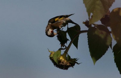 Image:Chardonneret_sur_tournesols.jpg