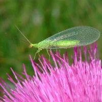 Chrysope sp Cedric MroczkoBR.JPG