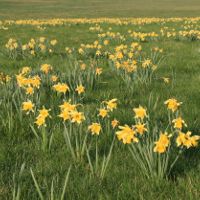 Jonquilles Sancy 5 Nicolas MacaireBR.jpg