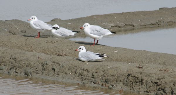 Image:Mouette_rieuse_Larus_ridibundus_6_Nicolas_MacaireBR.jpg