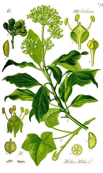 Hedera helix.jpg