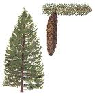 Picea abies.jpg