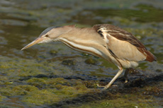 Image:Blongios_nain_RSPB_images_1052468.jpg