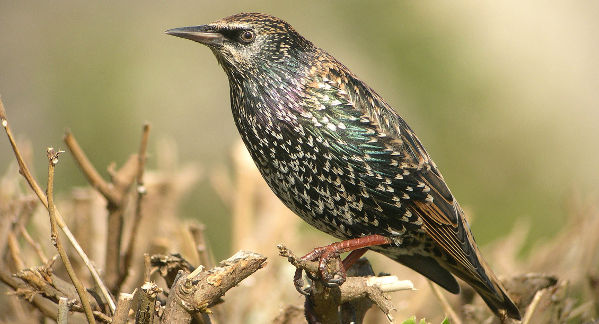 Image:Etourneau_sansonnet_Sturnus_vulgaris_Aurelien_Audevard_1BR.jpg