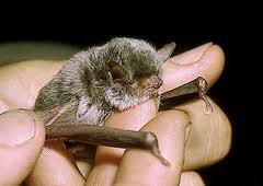 Myotis capaccinii.jpg