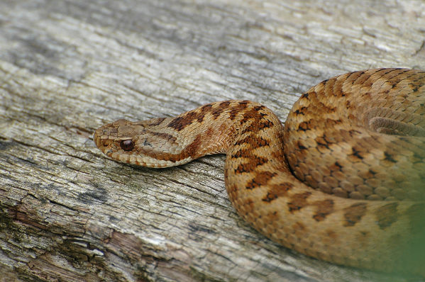 Image:Vipere_peliade_Vipera_berus_JJ_Carlier_0160_BR.jpg