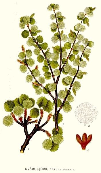 Image:Betula_nana.jpg