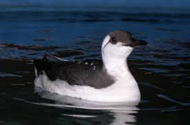 Image:Guillemot_de_troil_LPO_Aquitaine.jpg