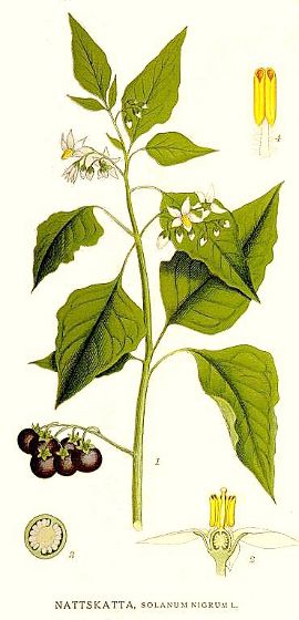 Solanum nigrum.jpg