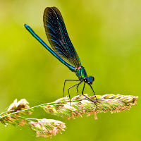 Image:Calopteryx_vierge_Calopteryx_virgo_JJ_Carlier_0166_BR.jpg