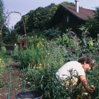 Image:Potager_bio_2_Nicolas_MacaireBR.jpg