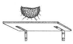 Planchette protection fiente hirondelle BR.jpg