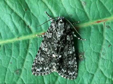 Acronicta rumicis.jpg