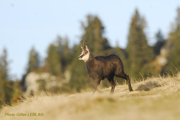 Chamois Rupicapra rupicapra Gilles Leblais170.JPG