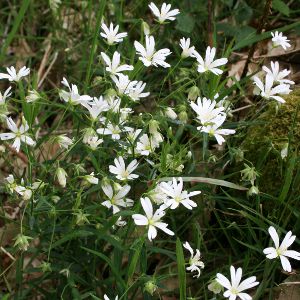 Image:Stellaire_holostee_Stellaria_holostea_2_Nicolas_Macaire_BR.jpg