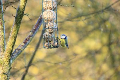 Image:Mésange_bleue_photo.jpg