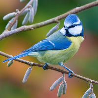 Image:Mesange_bleue_Parus_caeruleus_JJ_Carlier_0484_BR.jpg