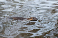 Image:Ragondin_RSPB_images_1039451.jpg