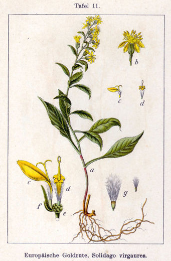 Solidago virgaurea.jpg