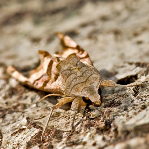 Image:Craintive_Phlogophora_meticulosa__JJ_Carlier.jpg