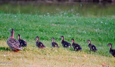 Image:Famille_col_vert_à_3_semaines.jpg