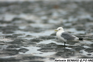 Image:MOUETTE_TRIDACTYLE_ANTONIN_BENARD_01327.JPG