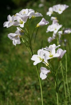 Image:Cardamine_des_pres_1_Nicolas_MacaireBR.jpg