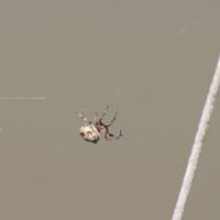 Epeire diademe Araneus diadematus Nicolas Macaire 6665 BR.jpg