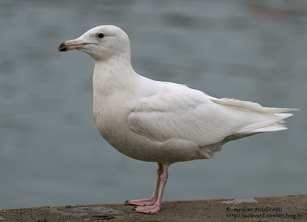 Image:Goeland_bourgmestre_Aurelien_Audevard.jpg