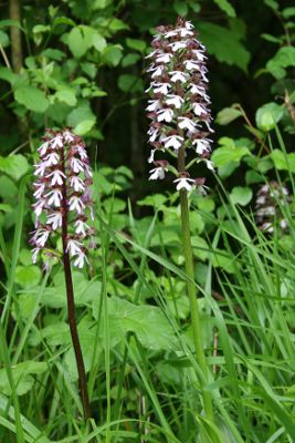 Image:Orchis_purpurea_3_Nicolas_Macaire_BR.jpg