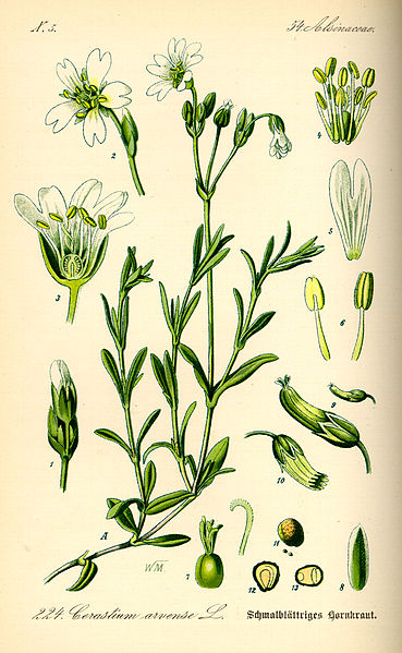 Cerastium arvense.jpg