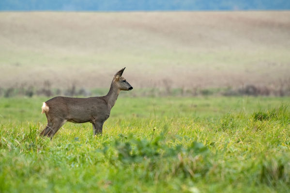 Chevreuil Capreolus capreolus 0541 BR.jpg