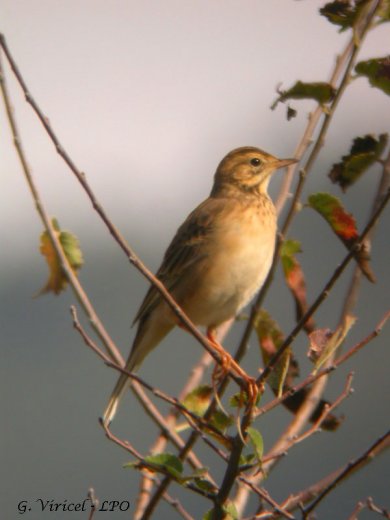 Image:Pipit_de_Richard_Anthus_richardi_Gilles_Viricel.jpg